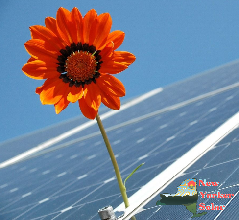 An orange flower blooms in front of a solar panel against a clear blue sky. The logo "New Yorker Solar" with a sun design and the New York State outline is in the bottom right corner.